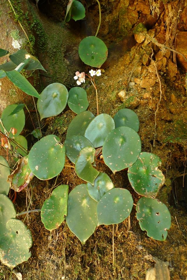 B. concinna